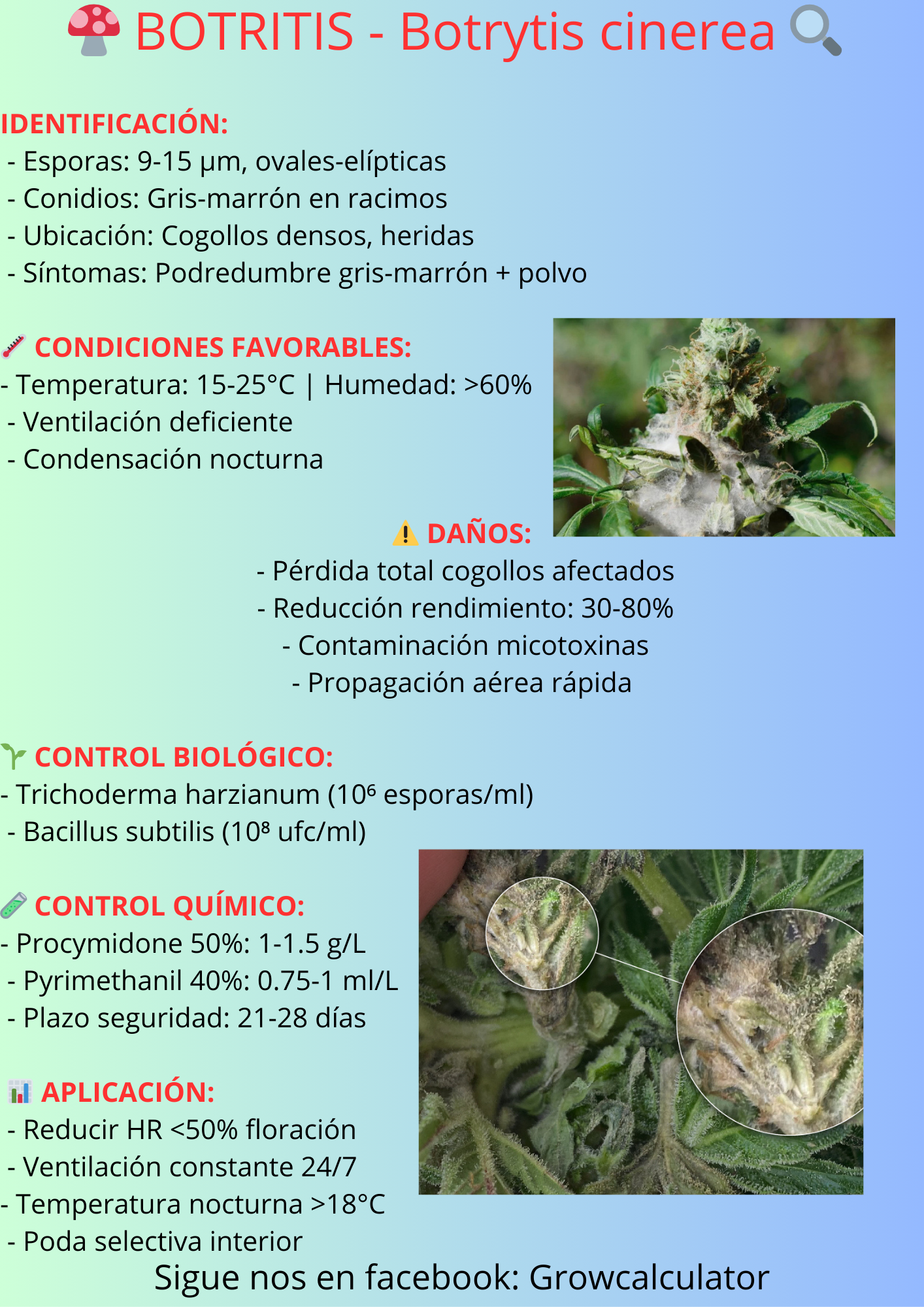 Botrytis cinerea